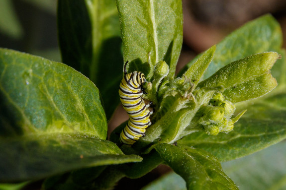 Monarch Caterpillar Feasting on Milkweed Flower Bud in Garden Street Academy Student Garden - Day 10