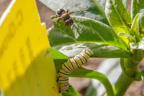 Monarch Caterpillar Encounter with Fly in Garden Street Academy Student Garden - Day 10
