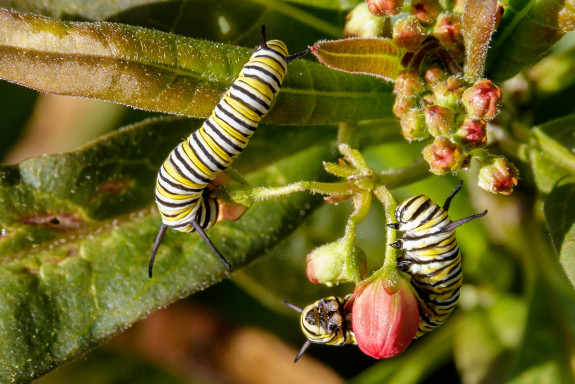 Closeup of Monarch Caterpillars Eating Tropical Milkweed Flowers in Garden Street Academy Garden - Day 14