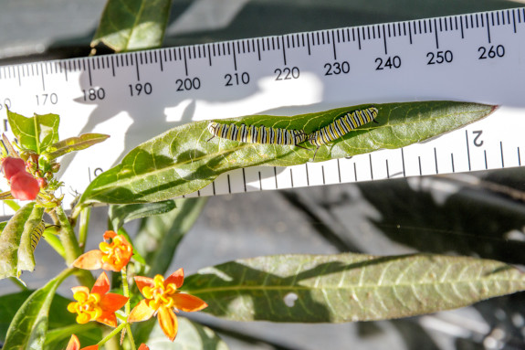 Monarch Caterpillars Next to Ruler in Garden Street Academy Garden - Day 14