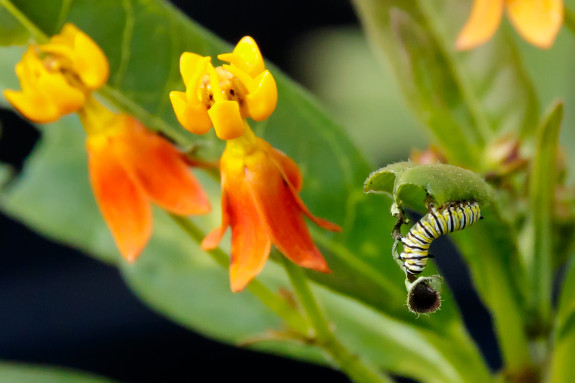 Monarch Caterpillar Finishes Off End of Milkweed Leaf in Garden Street Academy Garden