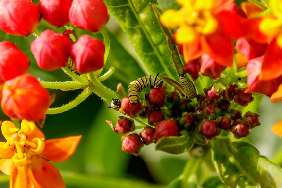 Four Monarch Caterpillars in Milkweed Flowers in Garden Street Academy Garden