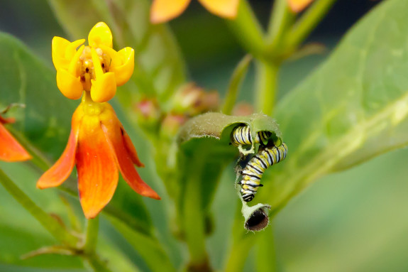 Two Monarch Caterpillar Eating End of Milkweed Leaf in Garden Street Academy Garden