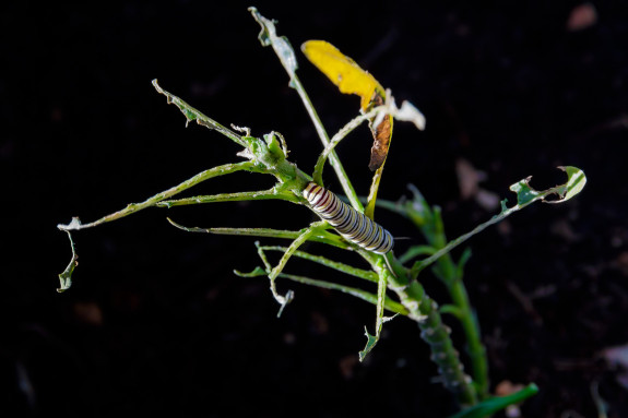 Monarch Caterpillar on Completely Eaten Milkweed Plant in Garden Street Academy Garden - Day 17